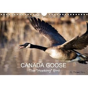 Printemps Canada Goose